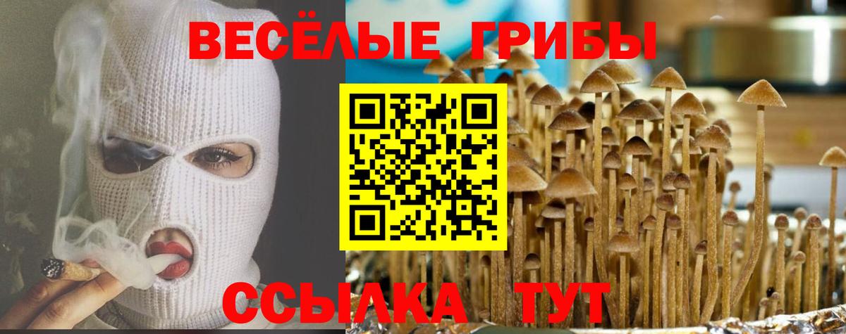 Галлюциногенные грибы Psilocybe Ефремов